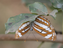 Neptis hylas varmona