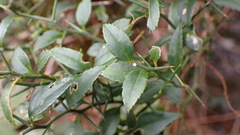Prinsepia scandens