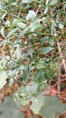 Prinsepia scandens