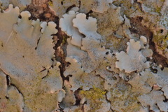 Parmelina pastillifera