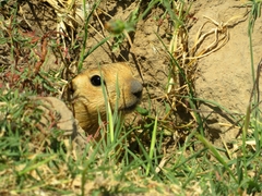 Spermophilus fulvus