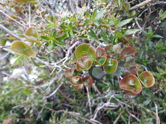 Calyptranthes nummularia
