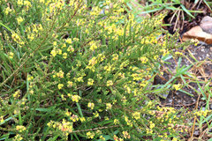 Aspalathus intermedia