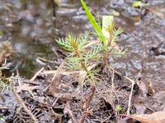 Proserpinaca pectinata