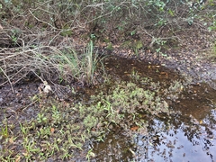 Proserpinaca pectinata