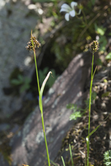 Luzula stenophylla
