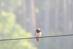 Hirundo rustica