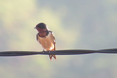 Hirundo rustica