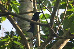 Dicrurus densus vicinus