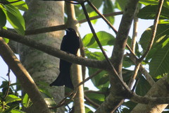 Dicrurus densus vicinus