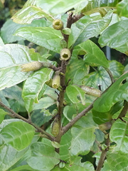 Cestrum inclusum