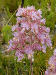 Dilatris ixioides