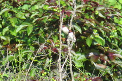 Lonchura quinticolor