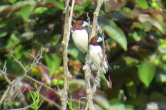 Lonchura quinticolor