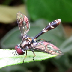 Dioprosopa clavata