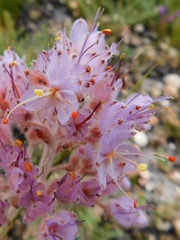 Dilatris ixioides