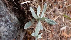 Pseudognaphalium adnatum