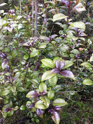 Hispaniola cestrum (Cestrum mononeurum)