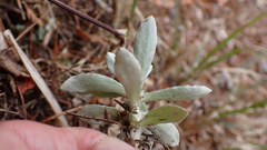 Pseudognaphalium adnatum