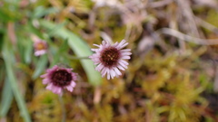 Erigeron morrisonensis fukuyamae