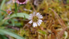 Erigeron morrisonensis fukuyamae