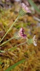 Erigeron morrisonensis fukuyamae