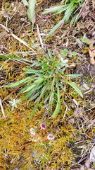 Erigeron morrisonensis fukuyamae