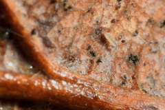 Parisotoma notabilis