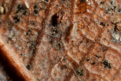 Parisotoma notabilis