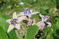 Calotropis gigantea