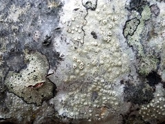 Pertusaria rubefacta