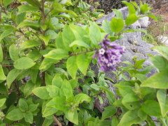 Cestrum violaceum