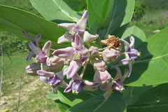 Calotropis gigantea