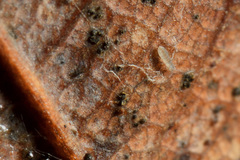 Parisotoma notabilis