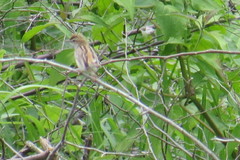 Cisticola exilis