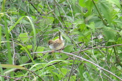 Cisticola exilis