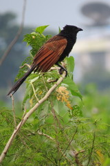 Centropus bengalensis