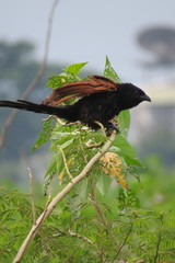 Centropus bengalensis