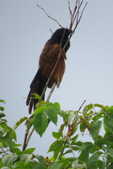 Centropus bengalensis