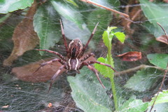 Dendrolycosa