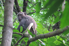 Macaca fascicularis