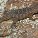 Rooiberg Girdled Lizard - Photo no rights reserved, uploaded by Marius Burger