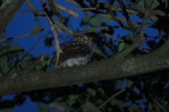Otus jolandae