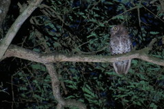Otus jolandae