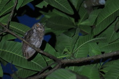 Otus jolandae