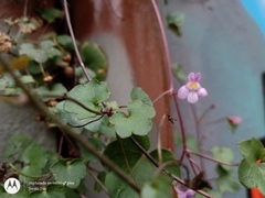 Cymbalaria muralis