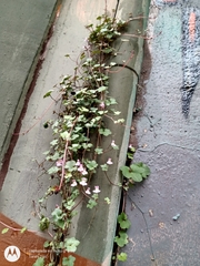 Cymbalaria muralis