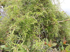Chusquea abietifolia
