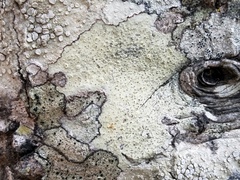 Pertusaria rubefacta