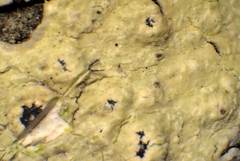 Pertusaria rubefacta